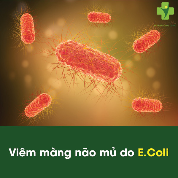 Viêm màng não mủ do E.coli