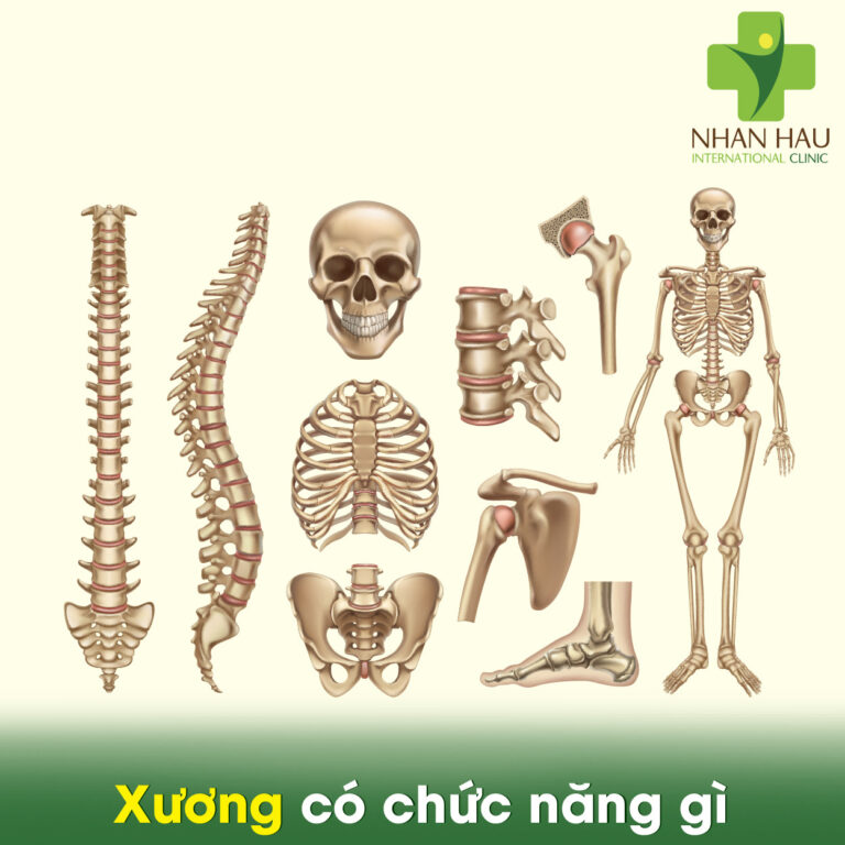 Xương có chức năng gì