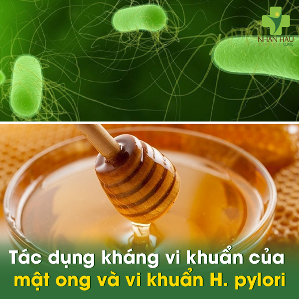 Tác dụng kháng vi khuẩn của mật ong và vi khuẩn H. pylori