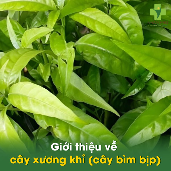 Giới thiệu về cây xương khỉ