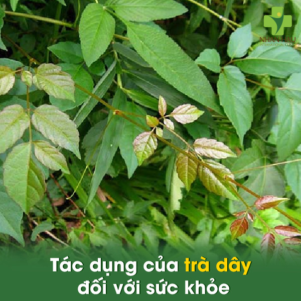 Tác dụng của trà dây đối với sức khỏe