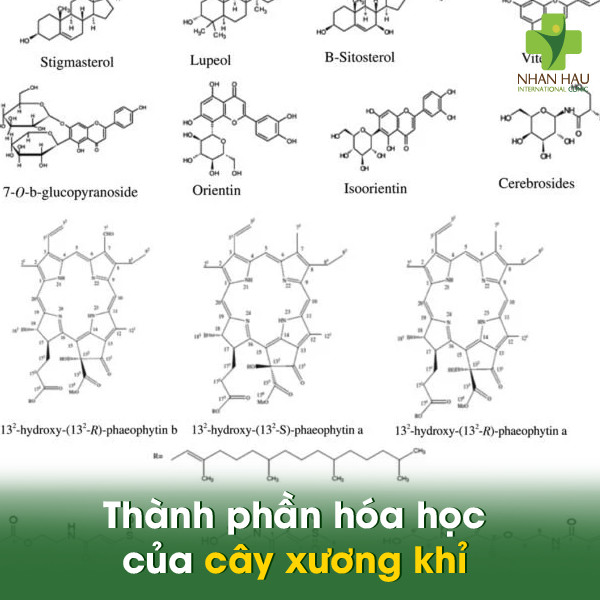 Cây xương khỉ chữa đau dạ dày: Tác dụng, cách dùng và những lưu ý 2 Thành phần hóa học của cây xương khỉ