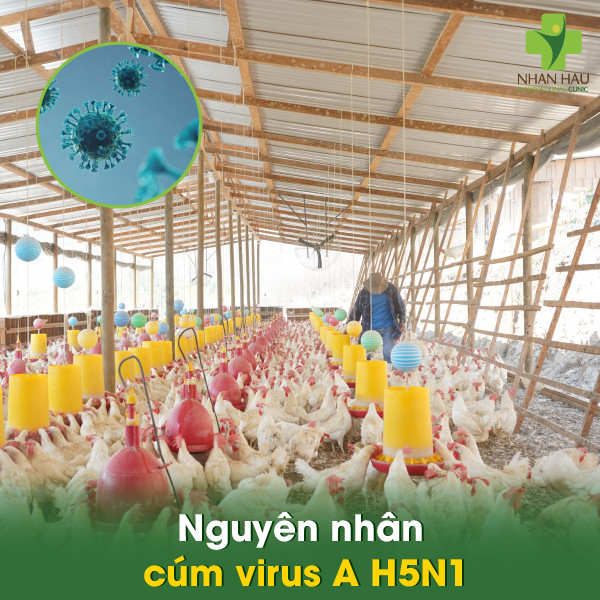 Nguyên nhân cúm virus A H5N1