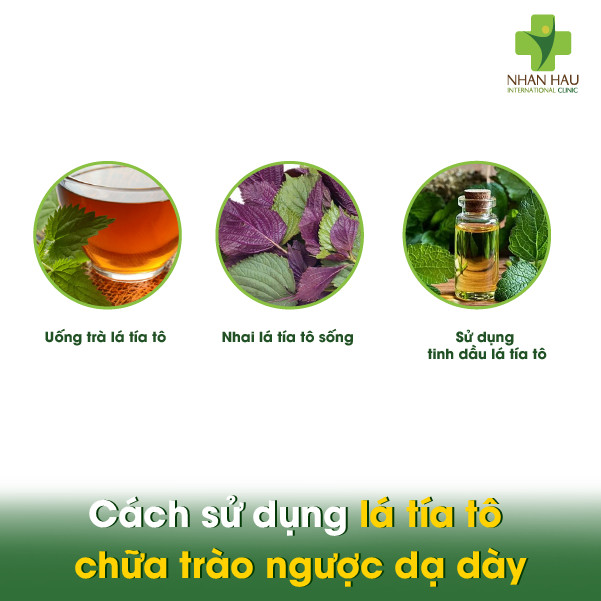 Lá tía tô chữa trào ngược dạ dày: Công dụng tiềm năng và cách dùng đúng về lá tía tô 3 Cách sử dụng lá tía tô chữa trào ngược dạ dày