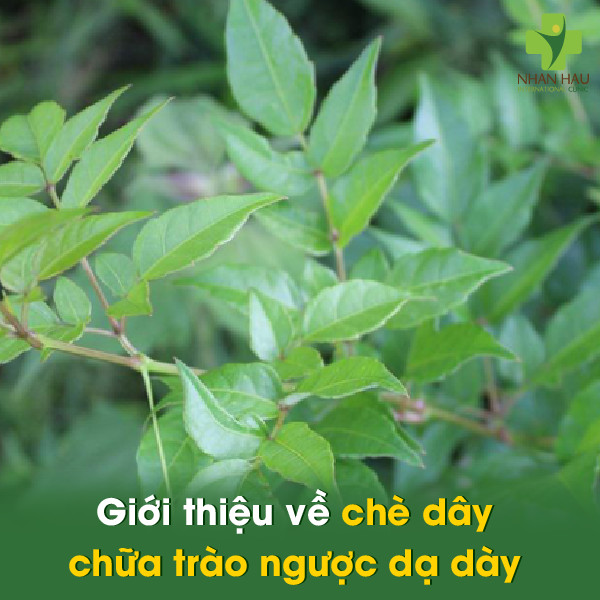 Giới thiệu về chè dây chữa trào ngược dạ dày