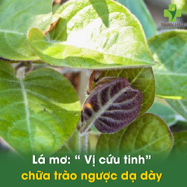 Lá mơ: “ Vị cứu tinh” chữa trào ngược dạ dày