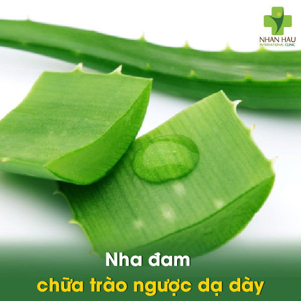 Nha đam chữa trào ngược dạ dày