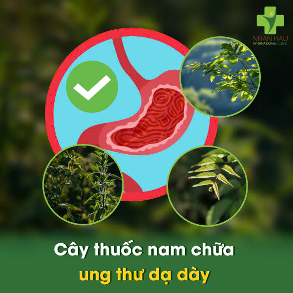 Cây thuốc nam chữa ung thư dạ dày