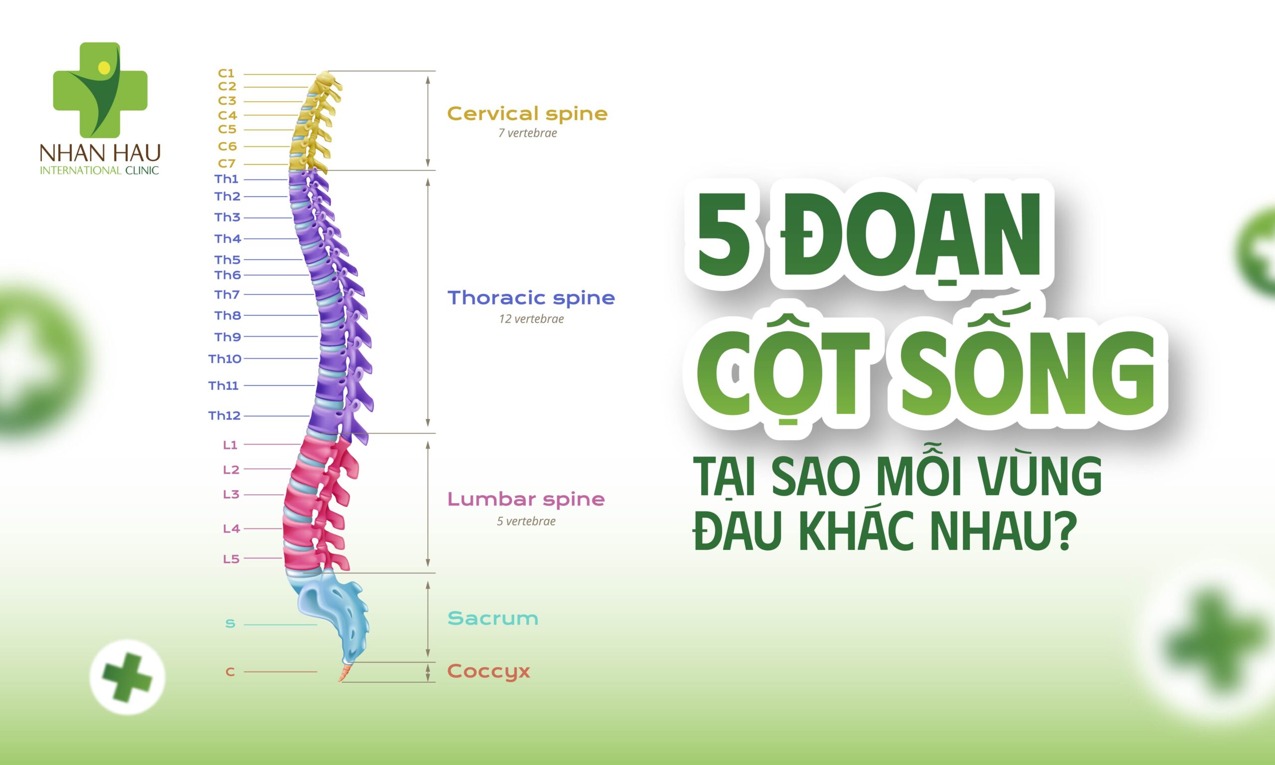 5 Đoạn Cột Sống — Tại Sao Mỗi Vùng Đau Khác Nhau?