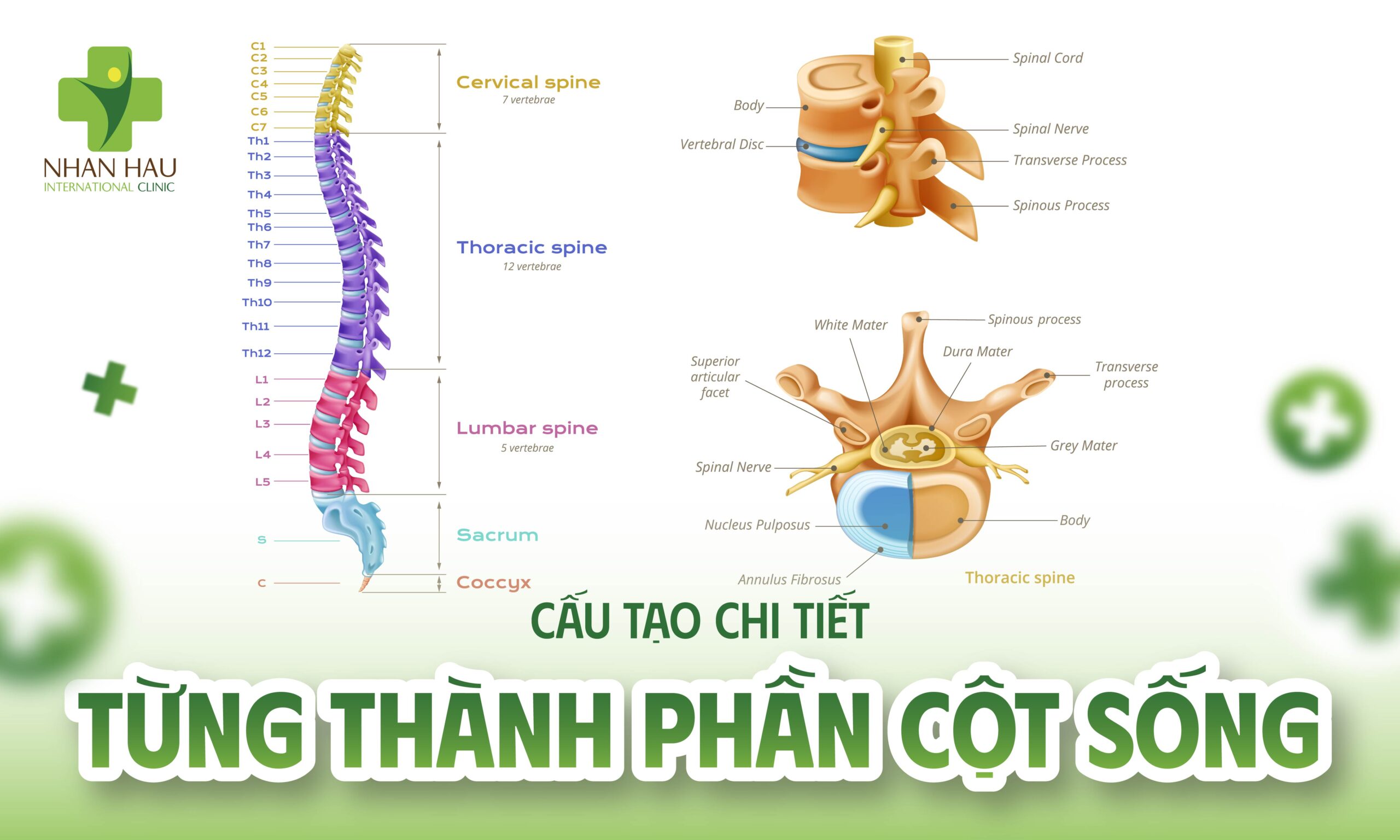 Cấu Tạo Chi Tiết Từng Thành Phần Cột Sống