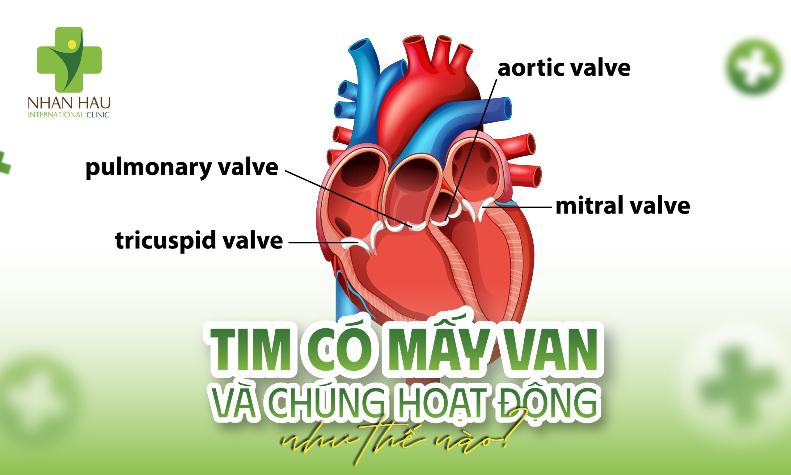 Bệnh Van Tim: Dấu Hiệu, Nguyên Nhân, Chẩn Đoán và Điều Trị 2 Tim có mấy van và chúng hoạt động thế nào?